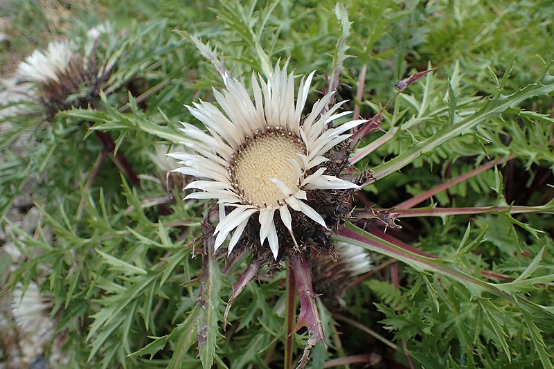 File:Carlina acaulis kz03.jpg