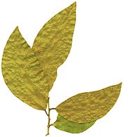 Casearia gladiiformis, pressed leaves.jpg