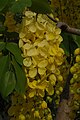 Cassia fistula