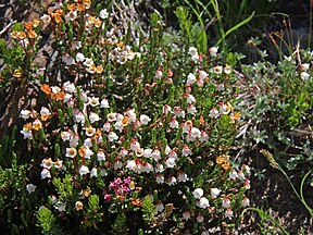 White heather, Hoover Wilderness