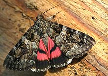 Ali posteriori vivacemente colorate di Catocala conjuncta (Noctuidae)