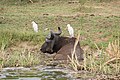 Queen Elizabeth National Park, Uganda