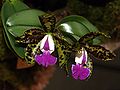 Cattleya aclandiae Orchi 114.jpg