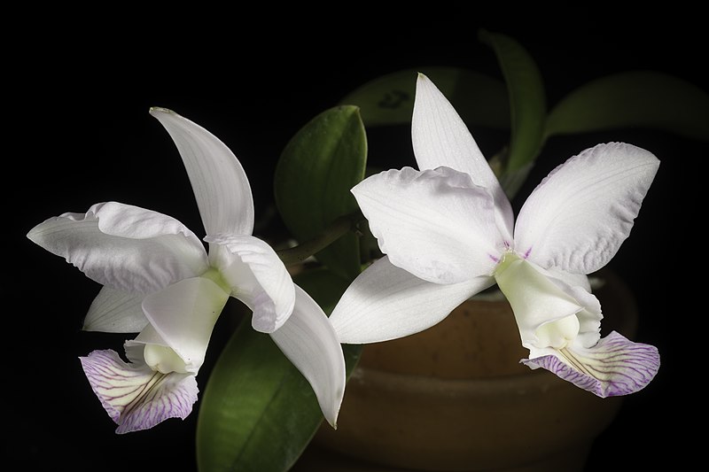 File:Cattleya nobilior fma. amaliae Rchb.f., Ill. Hort. 30 t. 485 (1883) (49874120646).jpg