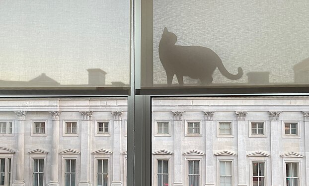 Catzilla in DC. Domestic shorthair cat surveys his territory with a view facing The General Post Office building, Penn Quarter, Washington, DC.