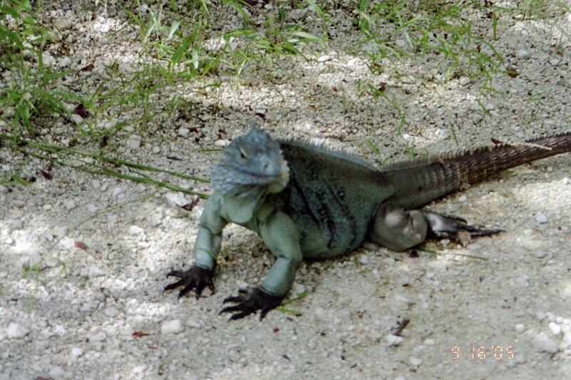 File:Cayman Blue Iguana 2005.jpg