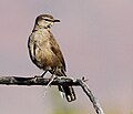 Thumbnail for Karoo scrub robin