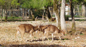 Le parc animalier de gramat, pour un séjour écotouristique