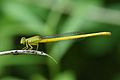 * Nomination Ceriagrion coromandelianum --Vengolis 02:20, 6 July 2016 (UTC) * Promotion Good quality. --Johann Jaritz 02:28, 6 July 2016 (UTC)