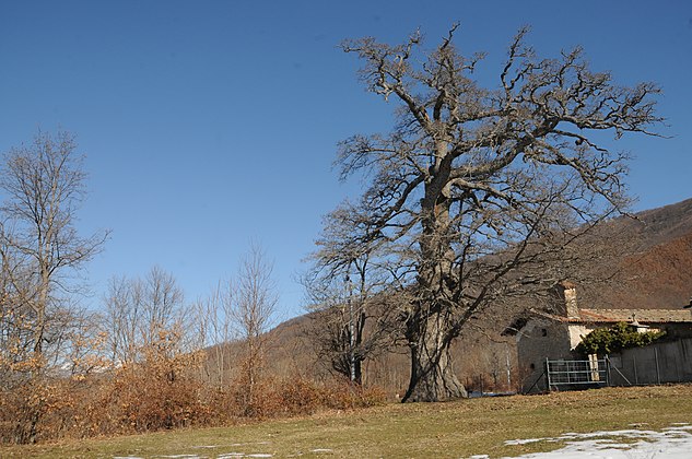 The oak and the church of Sant'Angelo (2012)
