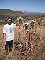 Cf Paepalanthus chiquitensis na Chapada dos Veadeiros - Goiás 3.jpg