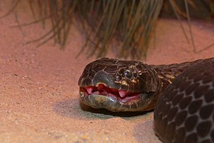 Close-up kepala ular-harimau Pulau Chappell dengan mulut sedikit terbuka