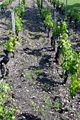 Château Haut-Bailly's vineyard, note the sand and gravel soil composition.