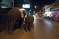 Chiang Mai, Thailand, Elephants on the streets.jpg