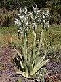 Chloraea magellanica Chile - Lanin volcano