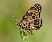 Chlosyne lacinia (кесілген) .jpg