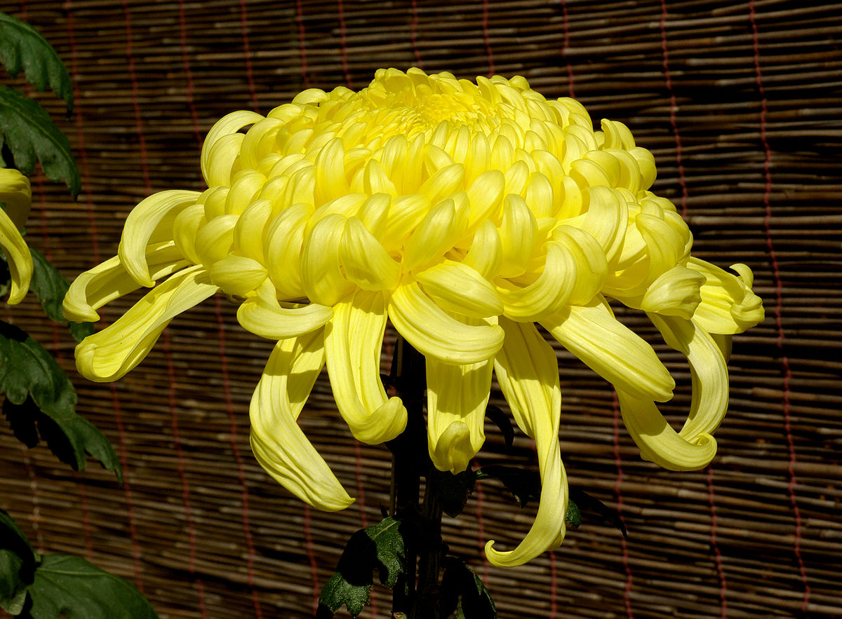 Chrysanthemum Wikipedia