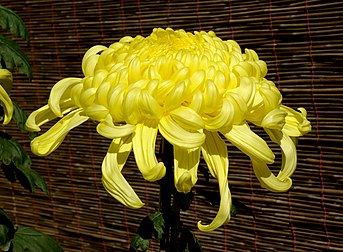 Chrysanthème (Chrysanthemum morifolium). (définition réelle 2 900 × 2 133*)
