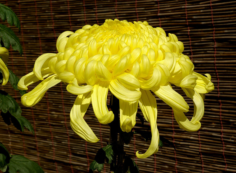 Bloodstained Mary Omkostningsprocent Chrysanthemum - Wikipedia