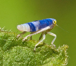 <span class="mw-page-title-main">Typhlocybinae</span> Subfamily of leafhoppers