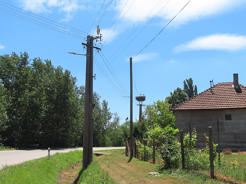 File:Ciconia ciconia nests Zemianska Olča 1j 20220713a.jpg