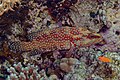 * Nomination Coral grouper (Cephalopholis miniata), Red Sea, Egypt --Poco a poco 07:44, 11 August 2023 (UTC) * Promotion  Support Good quality. --20 upper 05:43, 12 August 2023 (UTC)