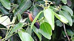 Cinnamon Hummingbird (Amazilia rutila).jpg