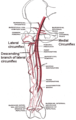 Circumflex femoral arteries.png