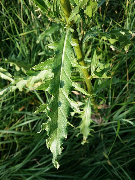 File:Cirsium arvense sl8.jpg