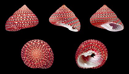 Clanculus pharaonius, um molusco gastrópode marinho que habita a zona nerítica nos trópicos da região do Indo-Pacífico (definição 10 000 × 5 797)