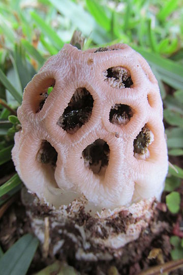 Clathrus transvaalensis