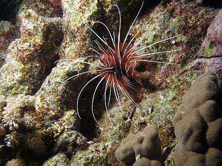 ไฟล์:Clearfin Lionfish, Pterois radiata at Sataya Reef (night), Red Sea, Egypt -SCUBA -UNDERWATER -PICTURES (6406257947).jpg