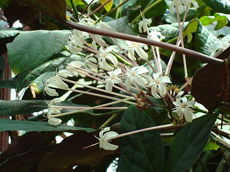 Clerodendrum quadriloculare