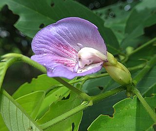 <i>Clitoria fairchildiana</i> Species of legume