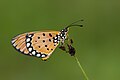 * Nomination Close wing Basking of Acraea terpsicore (Linnaeus, 1758) - Tawny Coster WLB --Anitava Roy 17:20, 6 September 2023 (UTC) * Promotion  Support Good quality. --Nino Verde 08:45, 13 September 2023 (UTC)