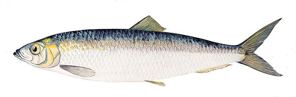 Atlantic herring, Clupea harengus