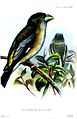 Plate Aves CLXIII "Coccothraustes maculipennis"