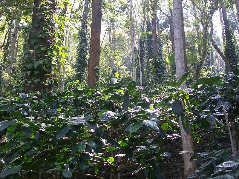 File:Coffee plantation in Araku Valley 09.jpg