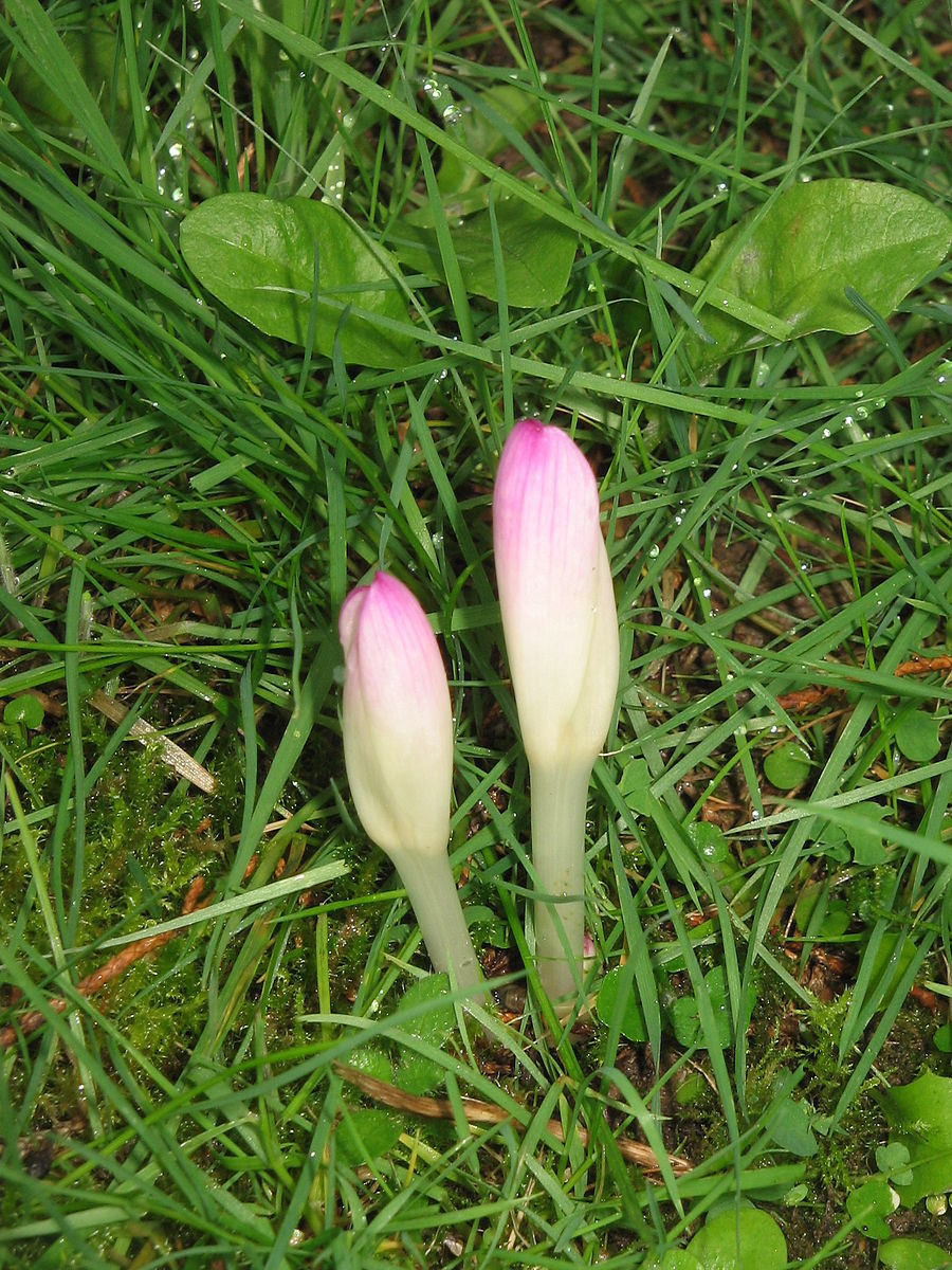 Colchicum Hungaricum