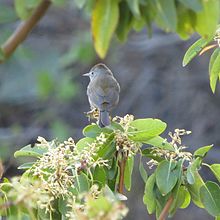 Colima Warbler, národní park Big Bend, Texas 1.jpg