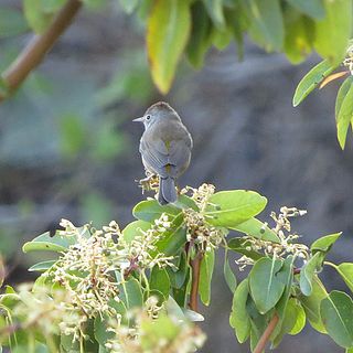 <span class="mw-page-title-main">Colima warbler</span> Species of bird