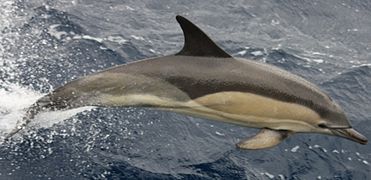 Delphinus delphis.