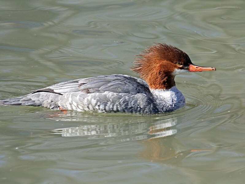 File:Common Merganser female RWD.jpg