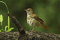 State Bird of Iran