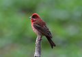 Раджу Касамбенің (1) .jpg кәдімгі Rosefinch Carpodacus эритринус еркегі