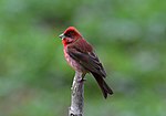 Rosefinch común Carpodacus erythrinus Macho por Dr. Raju Kasambe (1) .jpg