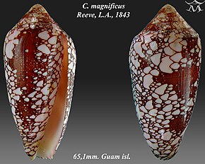 Описание изображения Conus magnificus 1.jpg.