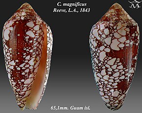 A kép leírása Conus magnificus 1.jpg.