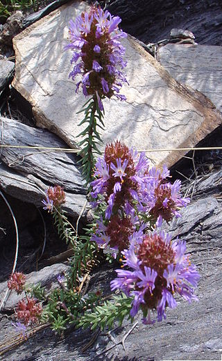 <i>Coris monspeliensis</i> Species of flowering plant