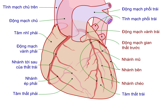 Tuần hoàn mạch vành – Wikipedia tiếng Việt